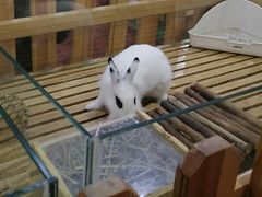 -宠物兔专门店(天丰利市场店)
