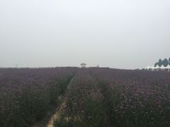 iphone_upload_pic-紫颐香薰山谷景区