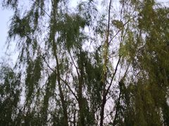 -白鹭湾湿地公园