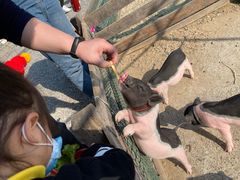 -前小桔亲子创意农场·草莓采摘·露营烧烤