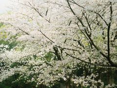 -中国茶叶博物馆(双峰馆区)