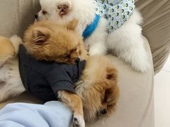 -怪兽屋·羊驼·猫咖·狗咖(俊华广场店)