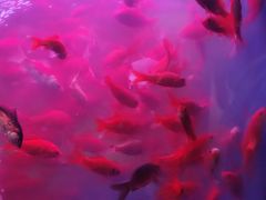 -朝来春花卉市场