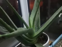 -花鸟鱼虫鲜花绿植市场(玉泉路店)