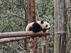 -都江堰中华大熊猫苑