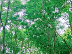 -上海鲜花港