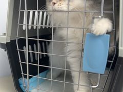 -瑞派康怡24h宠物医院·犬猫医疗中心·微创绝育(瑞景分院)