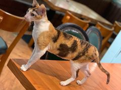 -猫小院猫主题餐厅(三里屯店)