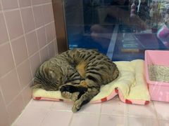 -FAELING PETS美天灵宠物(富力广场店)