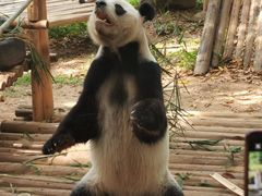 -深圳野生动物园