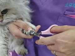 -北京观赏动物医院·24小时大型综合·猫专科·异宠专科
