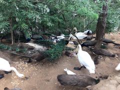-燕塞湖鸟语林景区
