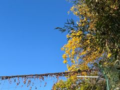 -三里屯东五街银杏大道