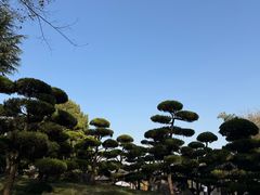-朴园