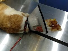 -瑞派动物医院·猫专科·至诚(江南中分院)