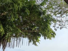 -深圳湾公园(南山区)