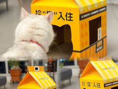 -鲜芒多·杨枝甘露(摩尔城A座10楼店)