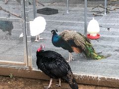 -福建鲤鱼洲酒店