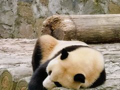 -都江堰中华大熊猫苑