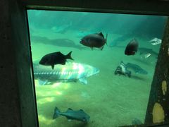 -西雅图水族馆
