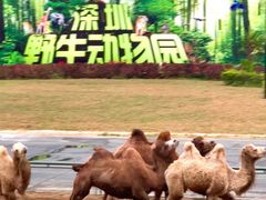 -深圳野生动物园