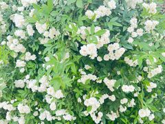 -天鹅湖体育公园