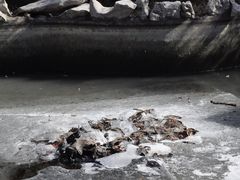 -原山国家森林公园