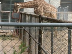 -石家庄市动物园