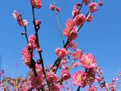-广富林郊野公园