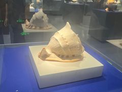 -贝壳王国博物馆