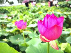 -白洋淀景区