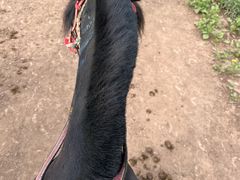 -扁都口生态休闲旅游区