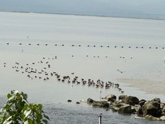-福田红树林生态公园