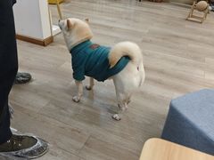 -柴迷FANS CLUB·柴犬狗咖·猫咖