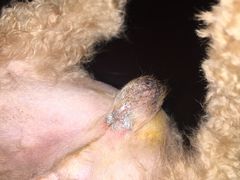-伟伟宠物医院·CT影像中心·瑞派犬猫综合性门诊(汉口总院)