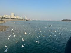 -琴岛之星摩天轮