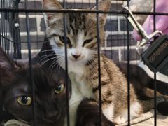 -陈有良尖椒鸡(江津总店)