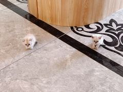 -有猫儿腻咖啡厅.猫咖