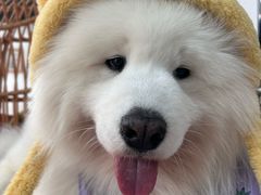 -星多哈·狗咖·拼豆·咖啡