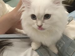 -袖虎·猫馆(体育西路店)