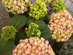 -金科花卉市场