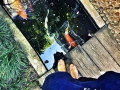 -Fern Forest Cafe