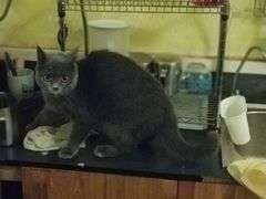 -猫色咖啡·猫咖