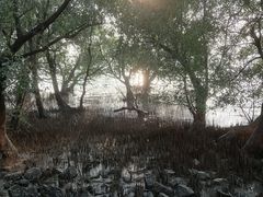 -宝安西湾红树林湿地公园