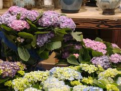 -双季花艺园艺市场(浦东店)