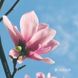 出门下楼去小区里赏春吧！