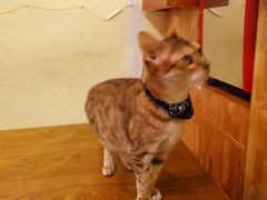 -猫色咖啡·猫咖