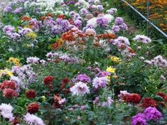 -三圣花乡旅游区