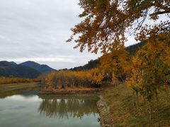 -千年银杏谷文化旅游区