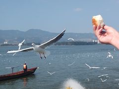 -海埂大坝